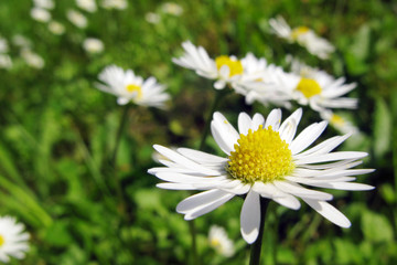 Obraz premium daisies - Gänseblümchen 3