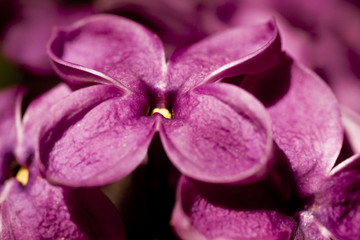 Lilac flower © mch67