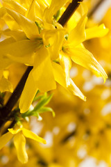 Macro of yellow forsythia flower