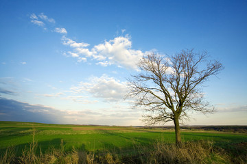 Fototapeta na wymiar Single tree