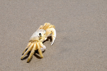 Granchio sulla spiaggia