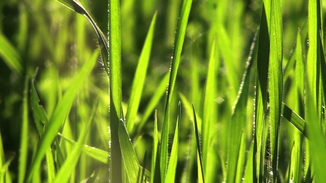 Fresh spring grass blows in the wind - HD