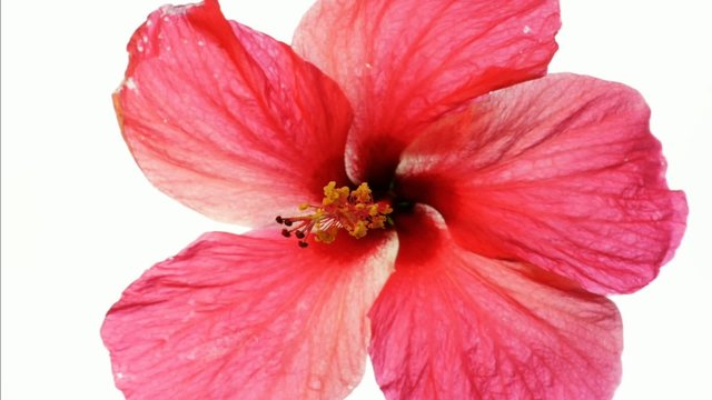 Fermeture d'une fleur d'hibiscus rouge.