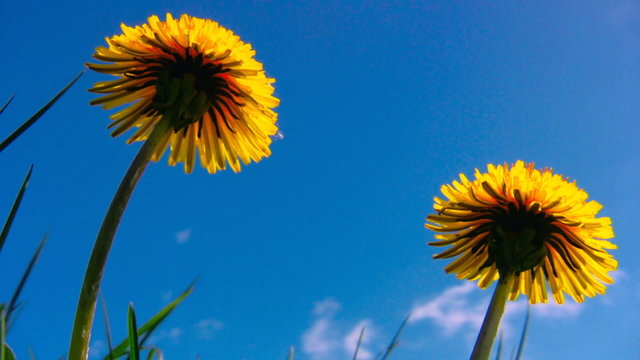 Two Yellow dandelion flowers close up shot 4