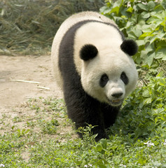 Obraz na płótnie Canvas Giant Panda
