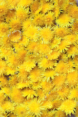 Dandelion background