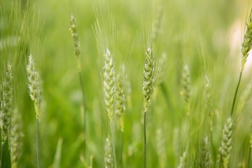 Fototapeta na wymiar Oat Sativa cereal green field