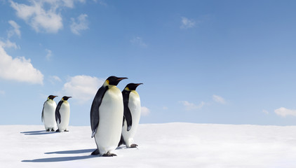 Fototapeta na wymiar Penguins