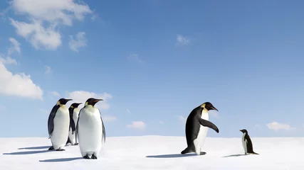Crédence de cuisine en verre imprimé Pingouin Tendre la main
