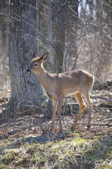 Fototapeta premium forest doe