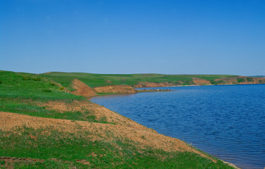 herd of cows is grazed on hills