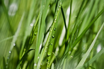 Fototapeta na wymiar Grass and Water Droplets