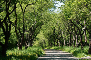 Fototapeta premium Shady pathway in a park
