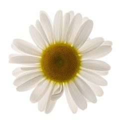 chamomile flower
