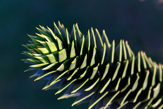 Araucaria araucana.,Affenbaum