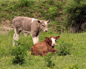 Calves
