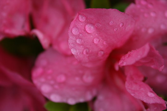 Azalia under the rain