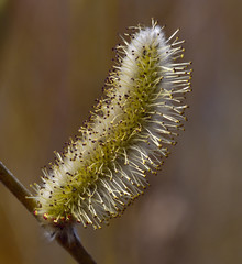The Flower of pussy willow