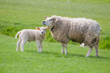 Naklejka na ściany i meble Sheep on freshly pasture