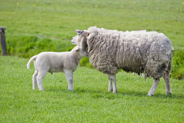 Obraz na płótnie Canvas Sheep on freshly pasture