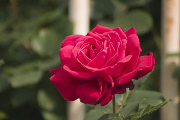 rosa