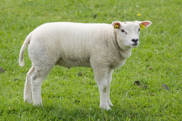 Naklejka na ściany i meble lamb on freshly pasture