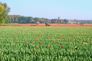 tractor afield in Holland that the truncated tulip