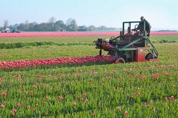 tractor afield in Holland that the truncated tulip