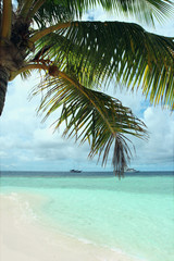 Tropical island beach with palm tree