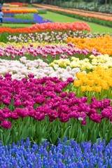 Beautiful garden of colorful flowers in spring - Keukenhof