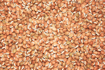 food background from bean