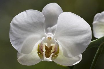 orchidea © Alex