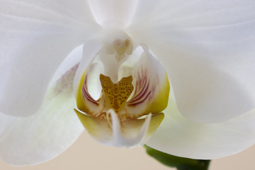 orchidea