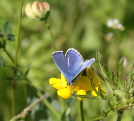 Papillon bleu