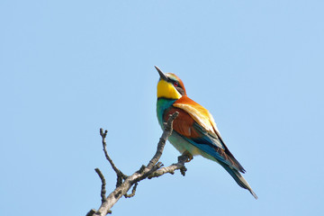 rare colorful bee eater