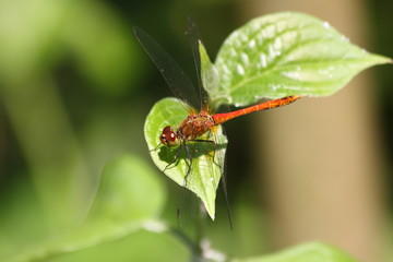 libellula