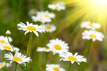 Fototapeta premium Camomile field