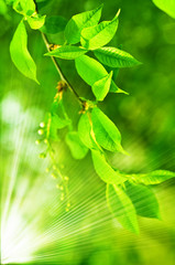 Fresh leaves in forest
