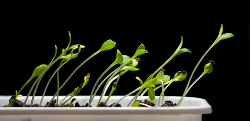 Green saplings isolated on black