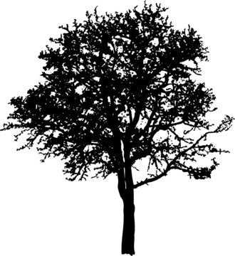 Acacia, an old dry tree