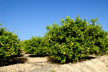 Fototapeta na wymiar Drzew cytrynowych
