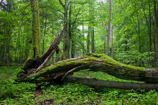 Fototapeta Deciduous stand of Bialowieza Forest