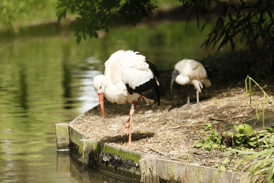 Cigogne entrain de s'abreuver