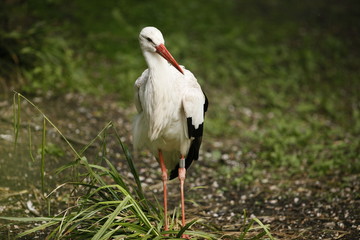 Cigogne aux aguets