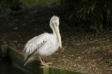 Pélican au bord de l'eau
