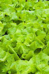 young lettuce