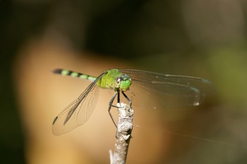 libellule