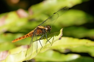 libellule