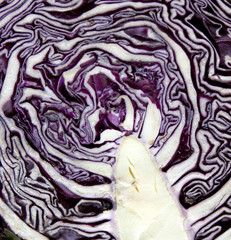 Fototapeta premium fresh red cabbage