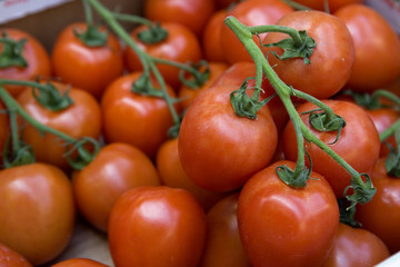 Red tomatoes on a branch. Market place